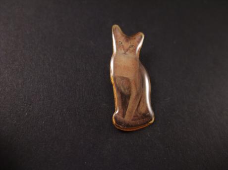 Oosterse korthaar, kat